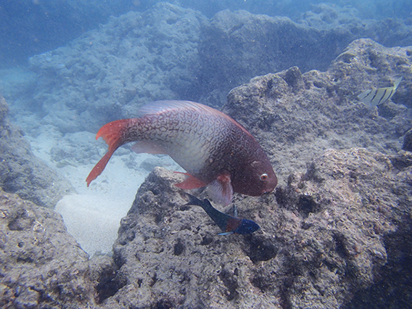 Hanauma Bay